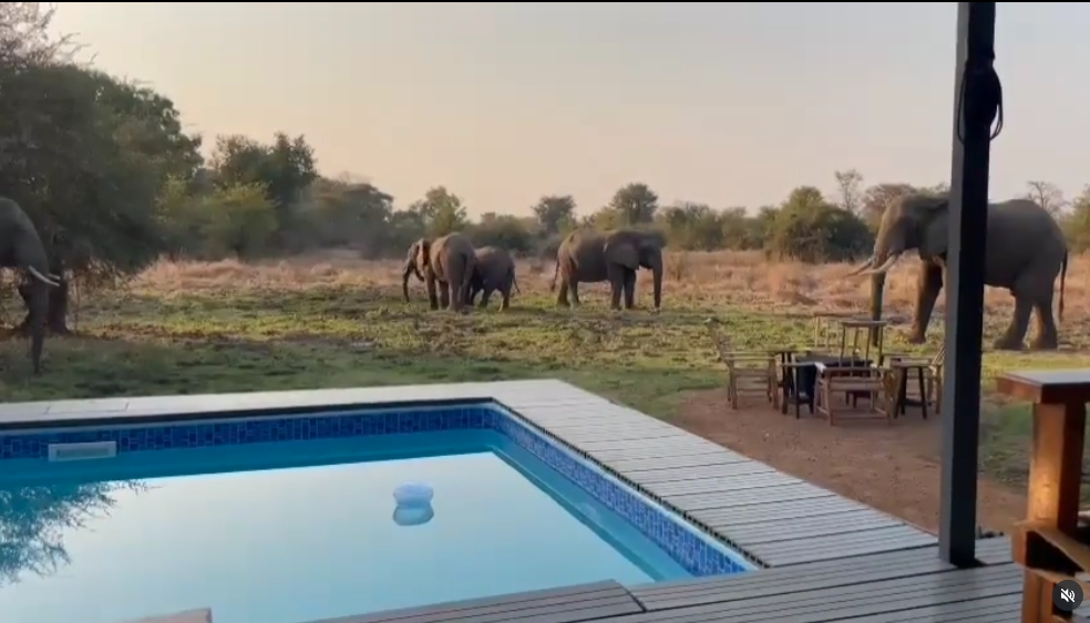 Elephant herd walking past the pool and firepit area