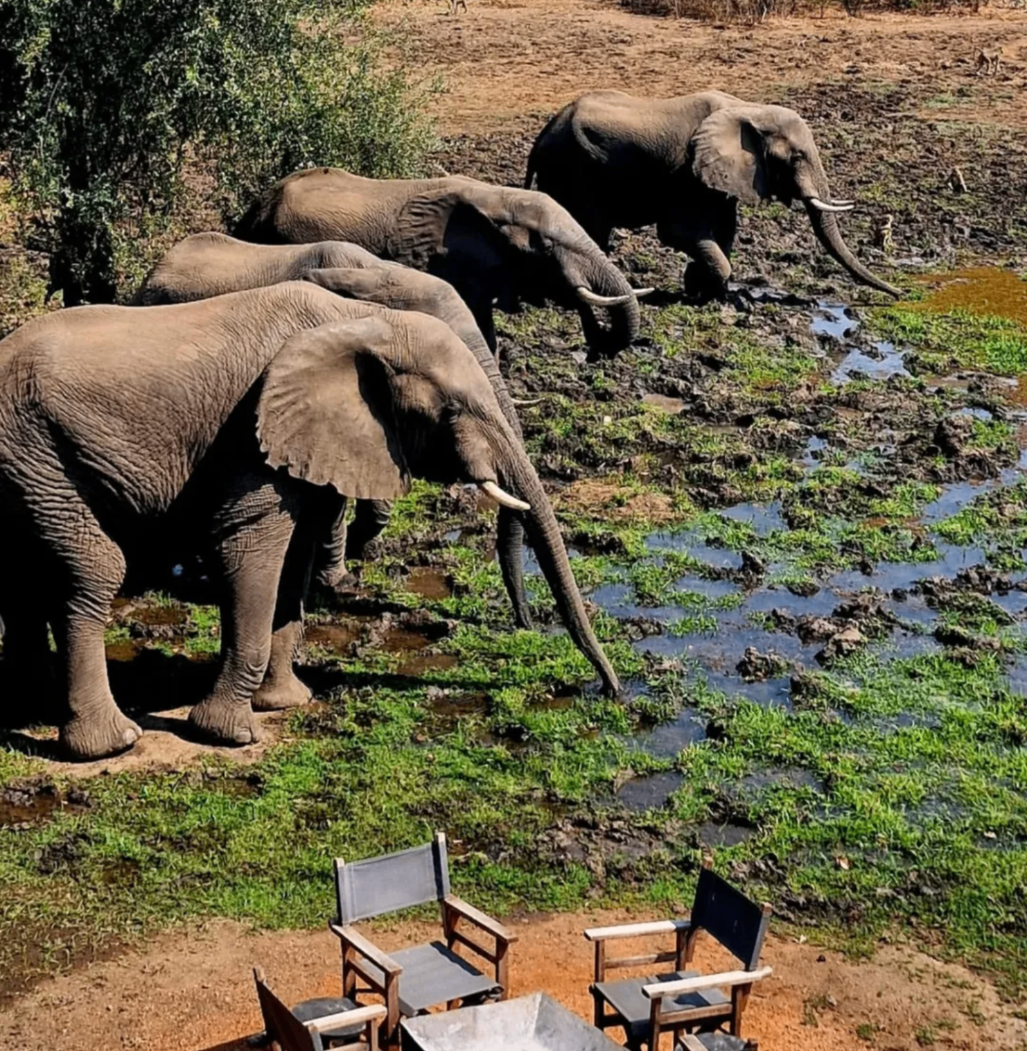 Elephants drinking at the waterhole viewed from the rooftop deck