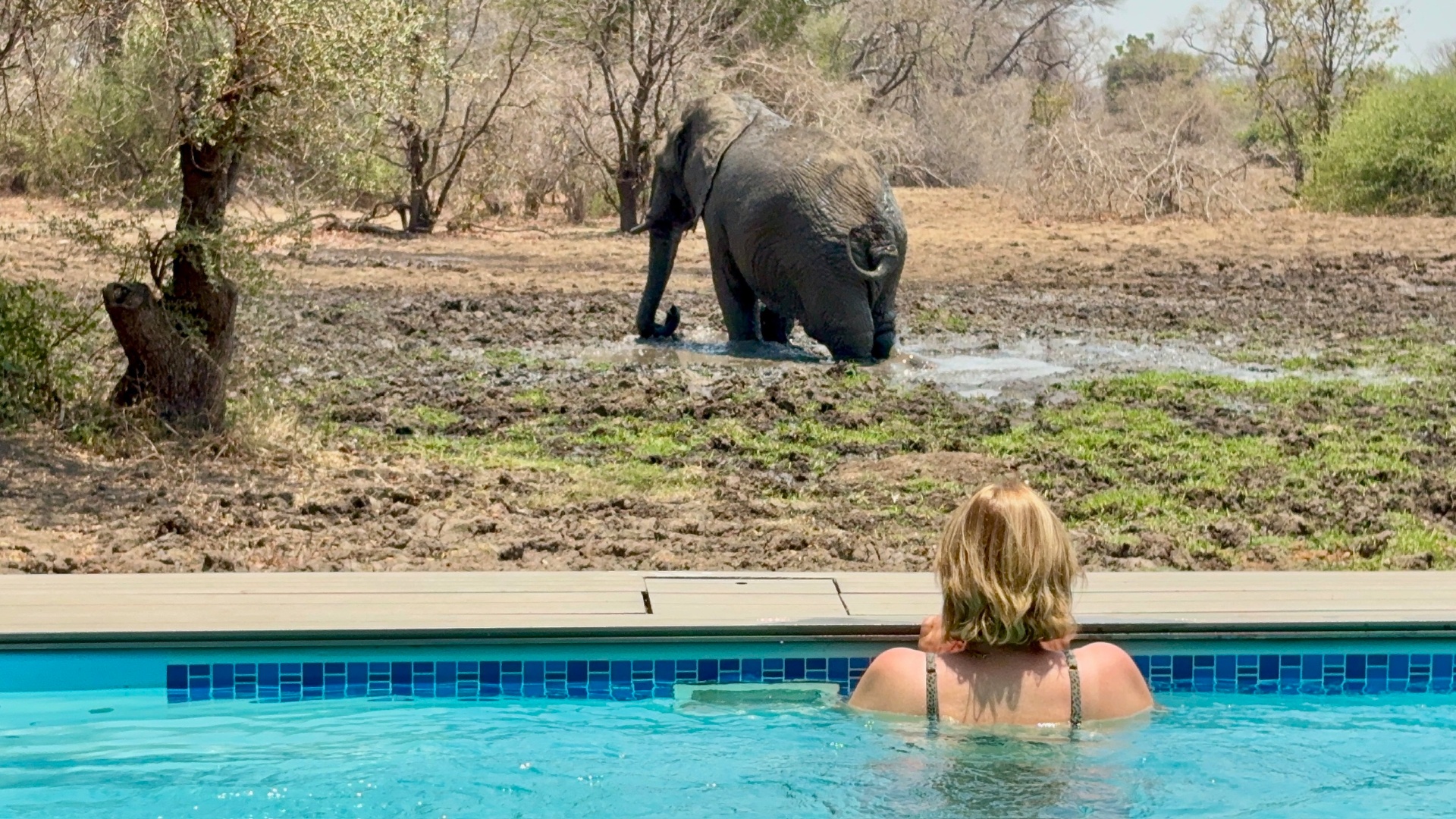 Elephant taking a mud bath viewed from the pool