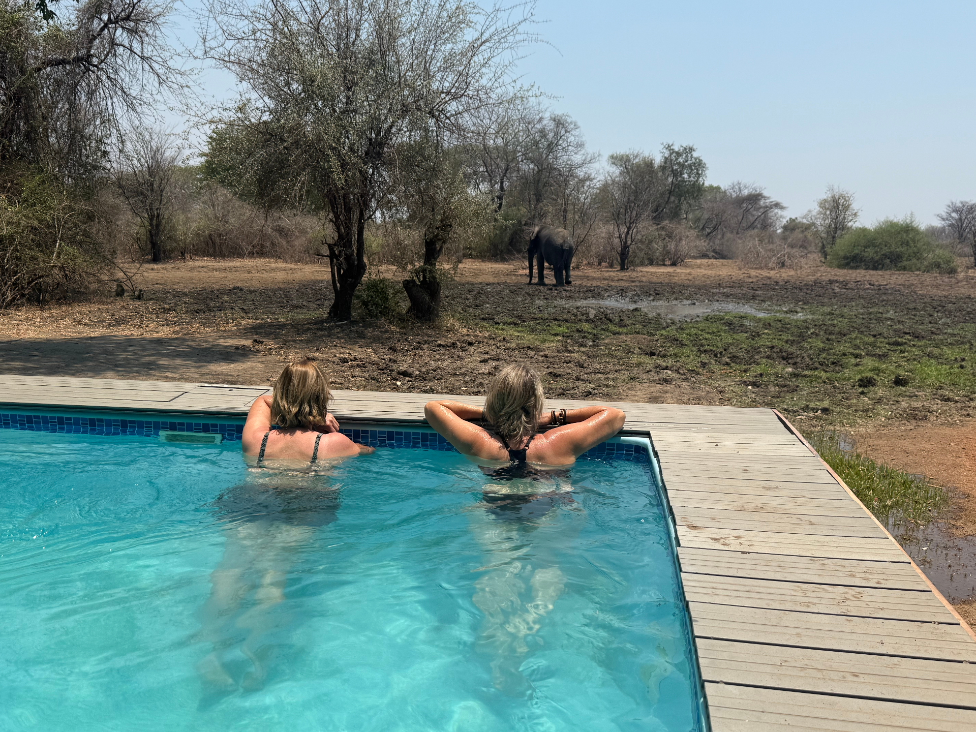 Friends relaxing in the pool while an elephant grazes nearby